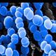 A close-up microscopic image shows clusters of round blue bacteria against a dark background. The bacteria appear as bright, smooth spheres grouped together.